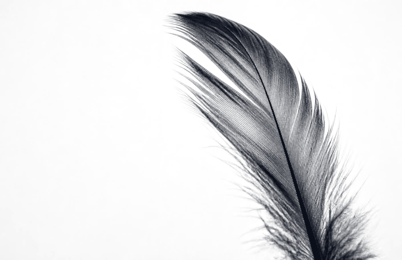 A single dark feather on a black background